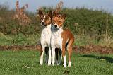 BASENJI 080